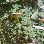 Ein Frosch - examplarisch für die vielen Frösche in der Straße am Sandhaus